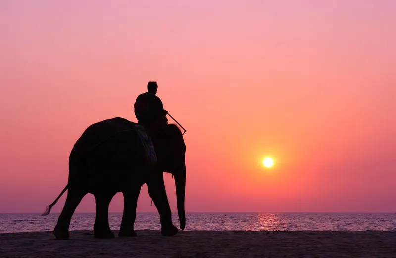Silhouette eines Reiters auf einem Elefanten am Strand vor einem leuchtend rosafarbenen Sonnenuntergang in Thailand.