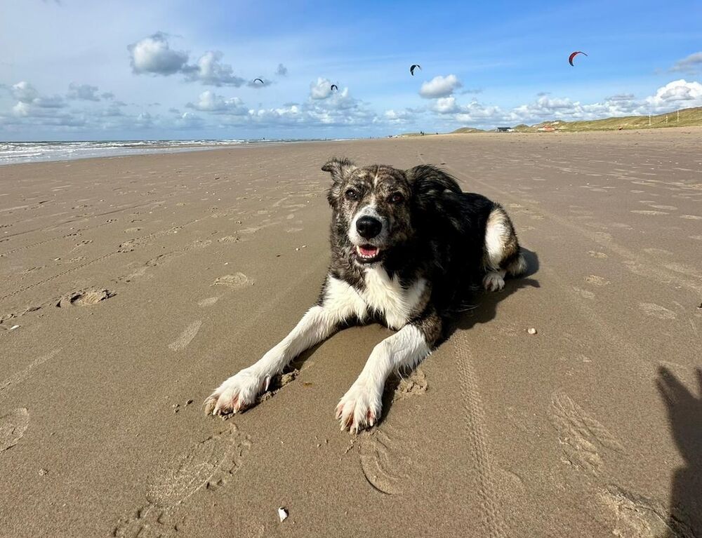 Barney — Bürohund und Gute-Laune-Verstärker